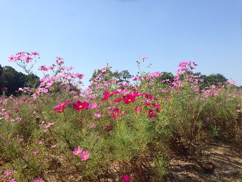 馬見公園の南エリアのコスモス畑