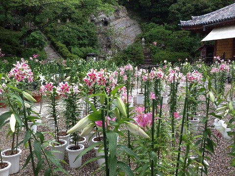 松尾寺のカサブランカ（「ユリの女王」ユリ属ヤマユリ）