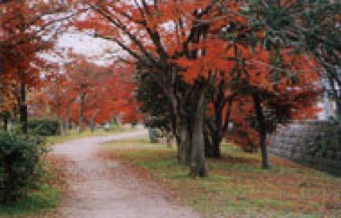 竜田公園の紅葉：竜田川沿いにあり、春には桜、初夏には新緑、秋には紅葉と、四季の移ろいを楽しめる。古今集や拾遺集に詠われた紅葉の名所。
ちはやぶる神世も聞かず竜田川 からくれなゐに水くくるとは 古今和歌集 在原業平[ありわらのなりひら]）
 嵐吹く三室の山のもみぢ葉は竜田の川の錦なりけり 後拾遺和歌集 能因法師）