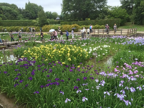 菖蒲園地