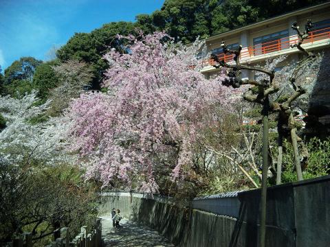 信貴山のしだれ桜。小さな花びらがとても可憐でした。