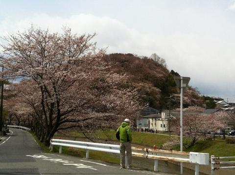 奈良県斑鳩町・三室山の桜。
聖徳太子が斑鳩宮を造営するにあたり、飛鳥の産土神をこの地に勧請されたのが由来といわれる。