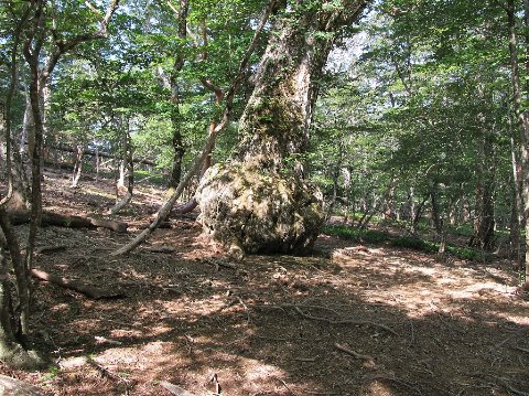ミズナラの巨木・・・以前は苔に覆われていたそうですが