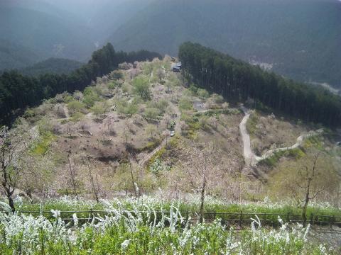 高見の郷「山頂からの全景」
足元にはワラビが・・・。