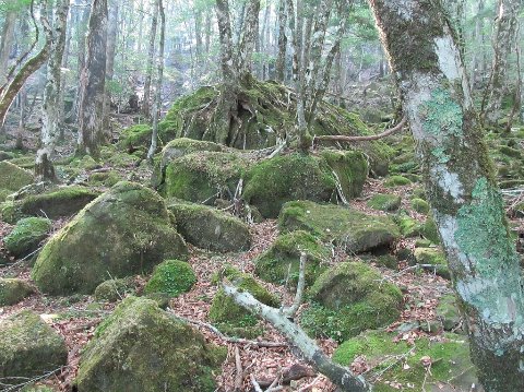 屋久島の様な苔むした湿原②