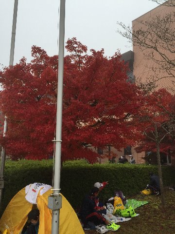 体育館横の紅葉、鮮やかでで綺麗でしたした。　手前の黄色いテントが我が家のテントです。