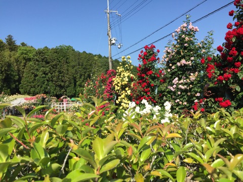 霊山寺の薔薇、駐車場より