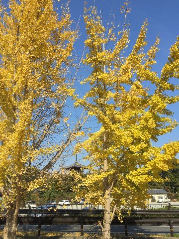 奈良斑鳩三井の里・法輪寺の紅葉です