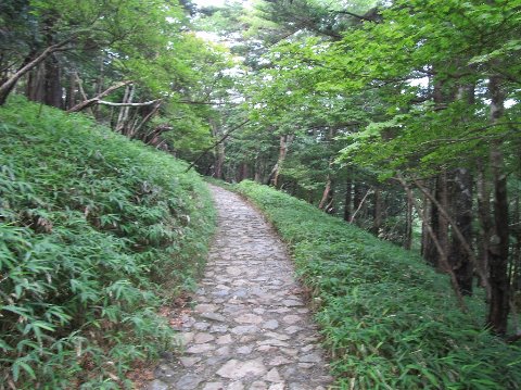 中道・ミヤコザサとブナ林