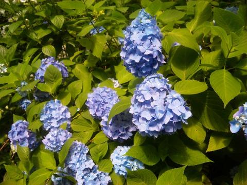 紫陽花マラニック