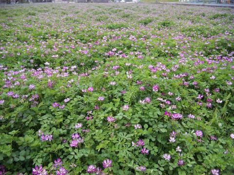 広陵町寺戸付近の「レンゲ」がきれいに咲いている田んぼ