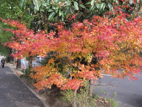 この秋最後の紅葉。