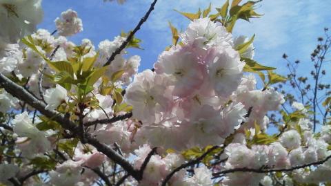 循環器センター近くの八重桜通り(^-^)