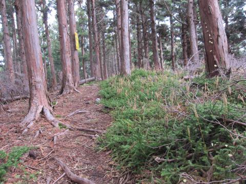 20～30cmくらいの苔。鮮やかな緑だった。杉の緑も、とても鮮やかだった。