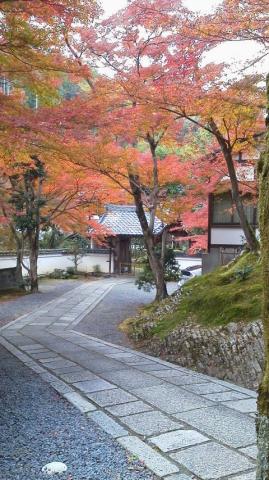 紅葉は全体的にはいまいちだけど、ところどころ、きれいなところも。