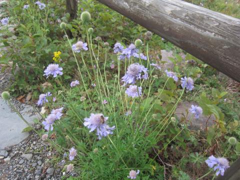 唯一知ってる花「マツムシ草」。秋の訪れを知らせる花です。