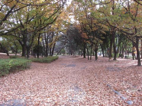 わが吹田カメの子会のベースの南公園その１