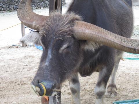 おまけ。3日め、竹富島の眠そうなおじいちゃん水牛。