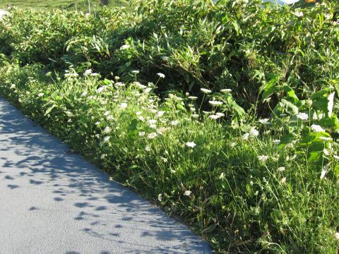 積丹カムイ岬