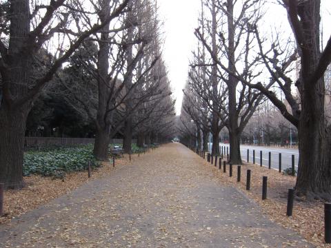 よくドラマで見る銀杏並木。期待してたんですが、すっかり銀杏は無くなってました～。この後、黄Tのみなさまと初顔合わせする楽しい写真がたくさんあるのですが、あまりにも多いので、別にアップします。