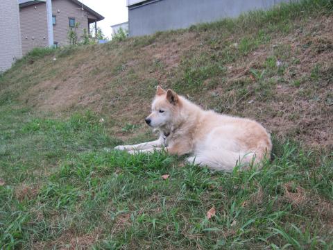 おとなしい犬で頭をなでさせてくれた☆