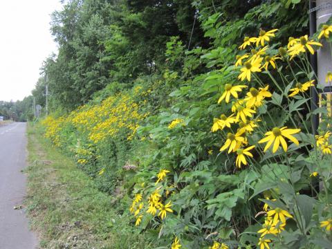 富良野5km