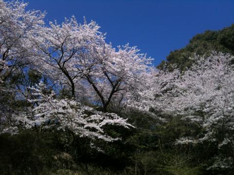 山田富士公園