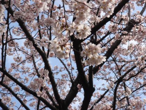 世田谷の大好きなお花見SPOT
