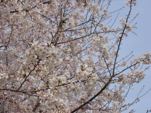 遊歩道沿いのサクラ