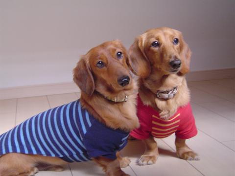 右が「ほっぺ」
安らかに眠って欲しい。