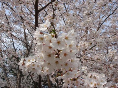 遊歩道沿いのサクラ