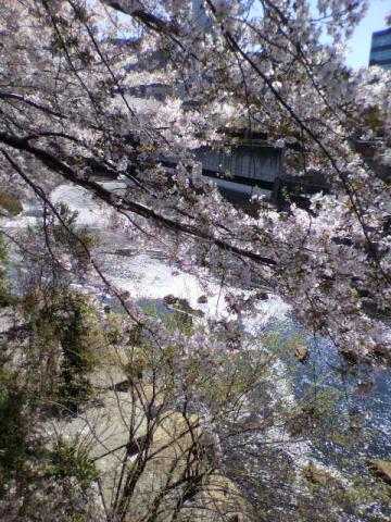 花びらで、川面は白く・・・
