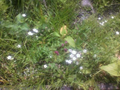 たぶん高山の花？で、ぱちり（＾＾）ｖ