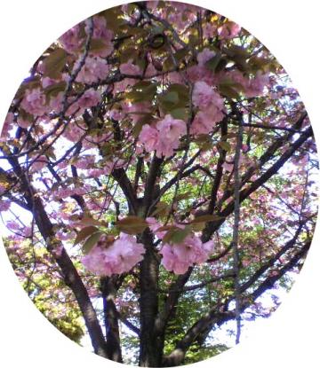 お花も、あちこち綺麗で～