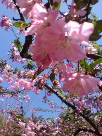 命名～JIFU桜・・・