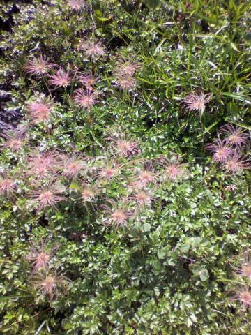 高山植物～チングルマ（その後）・・・こんなになるらしい。はなの命は短くて・・・