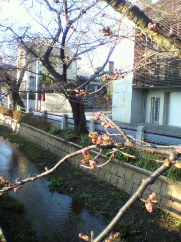 呑川桜・・・あと一息！花見の日まで、頑張りすぎずに待っててちょ～