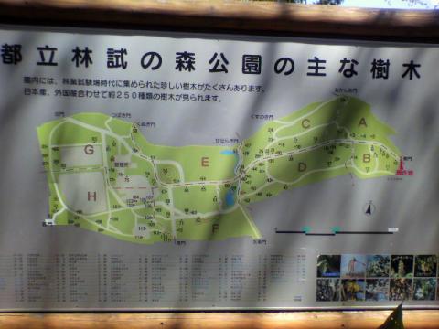 臨死・・・と必ず変換される　「林試の森」～夜は怖いから絶対寄らないよ～