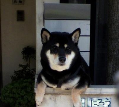 帰ってきたら、近所のたろう(推測）が～待っててくれて～