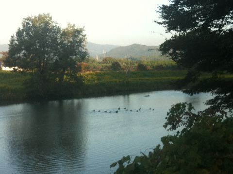 白鳥飛来地の夏井川だけど、まだきていない。