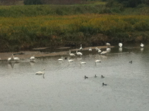 今年も来ました。夏井川の白鳥