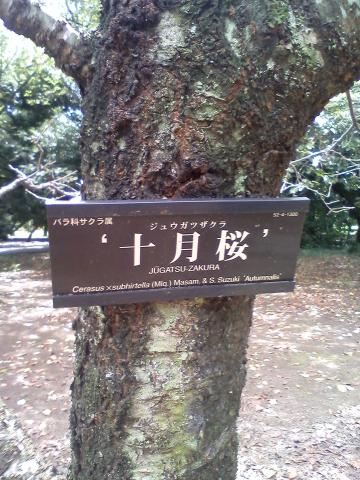十月桜でした。本当に10月には満開になりそうです。