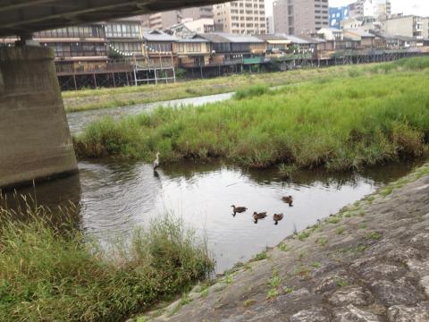 今朝の鴨川は雨により水量こそ多いが、水は澄んでいて美しかった。大きくなった鴨の子達や、鷺、ハトなどがゆったりと戯れていた。