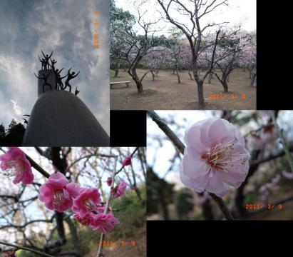 岡本太郎生誕百周年だそうです。記念事業があるようです。梅も満開でした。