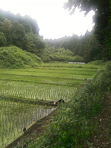 こうした田んぼも広がり、これが本当に横浜市かと思ってしまう。