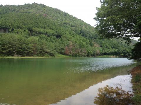 雨後ではあるものの水は澄んでいて、魚が泳いでいるのが良く見えた。フナは確認できたが他の種類も。産卵の季節なのか尾ひれに色づいている魚もいた。