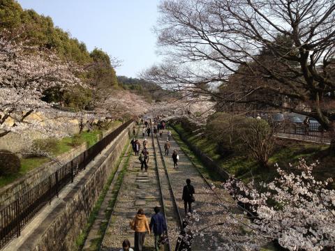 蹴上浄水の桜まだ５分咲き。