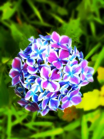 紫陽花の季節にしては今日は暑かったなー。