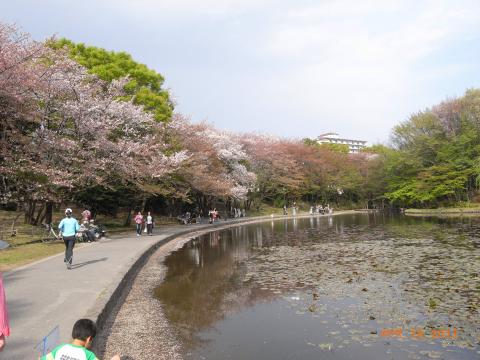 ほとんど散りかけの桜ですがそれはそれで美しい。