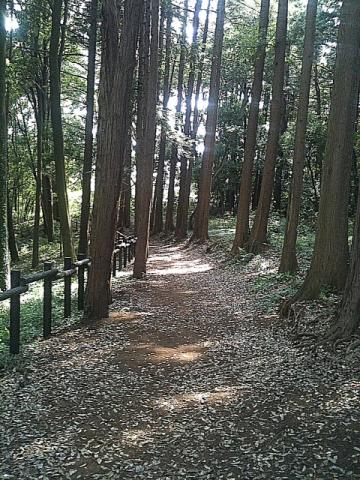 尾根道は結構広かった。木漏れ日が気持ちよかった。